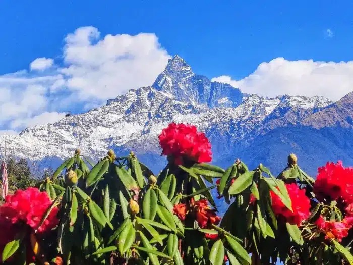 Rhododendron In Nepal