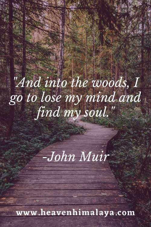 Forest Quotes