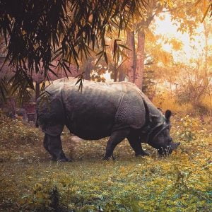 Nepal Tour Nepal Adenture Holiday One Horned Rhinocerous In Chitwan National Park 300x300