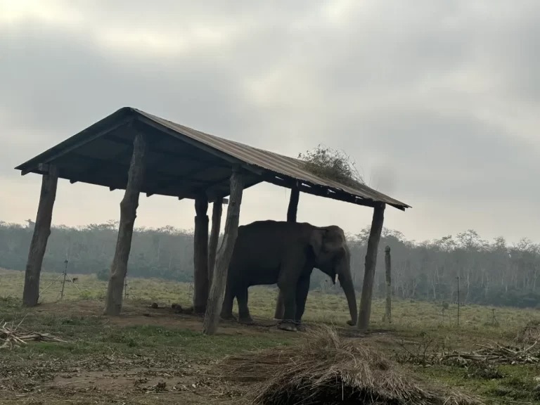 Elephant In Chitwan Nationoal Park